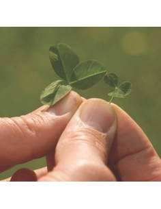 Конюшина низькоросла... 2